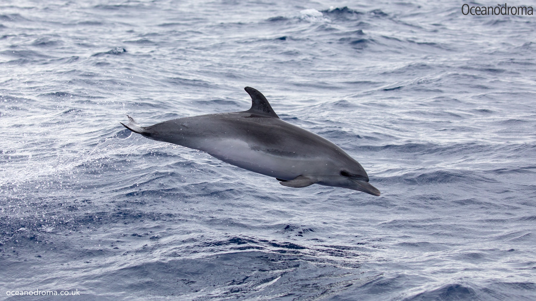 wbv8pr-common-bottlenose-dolphin-tursiops-truncatus