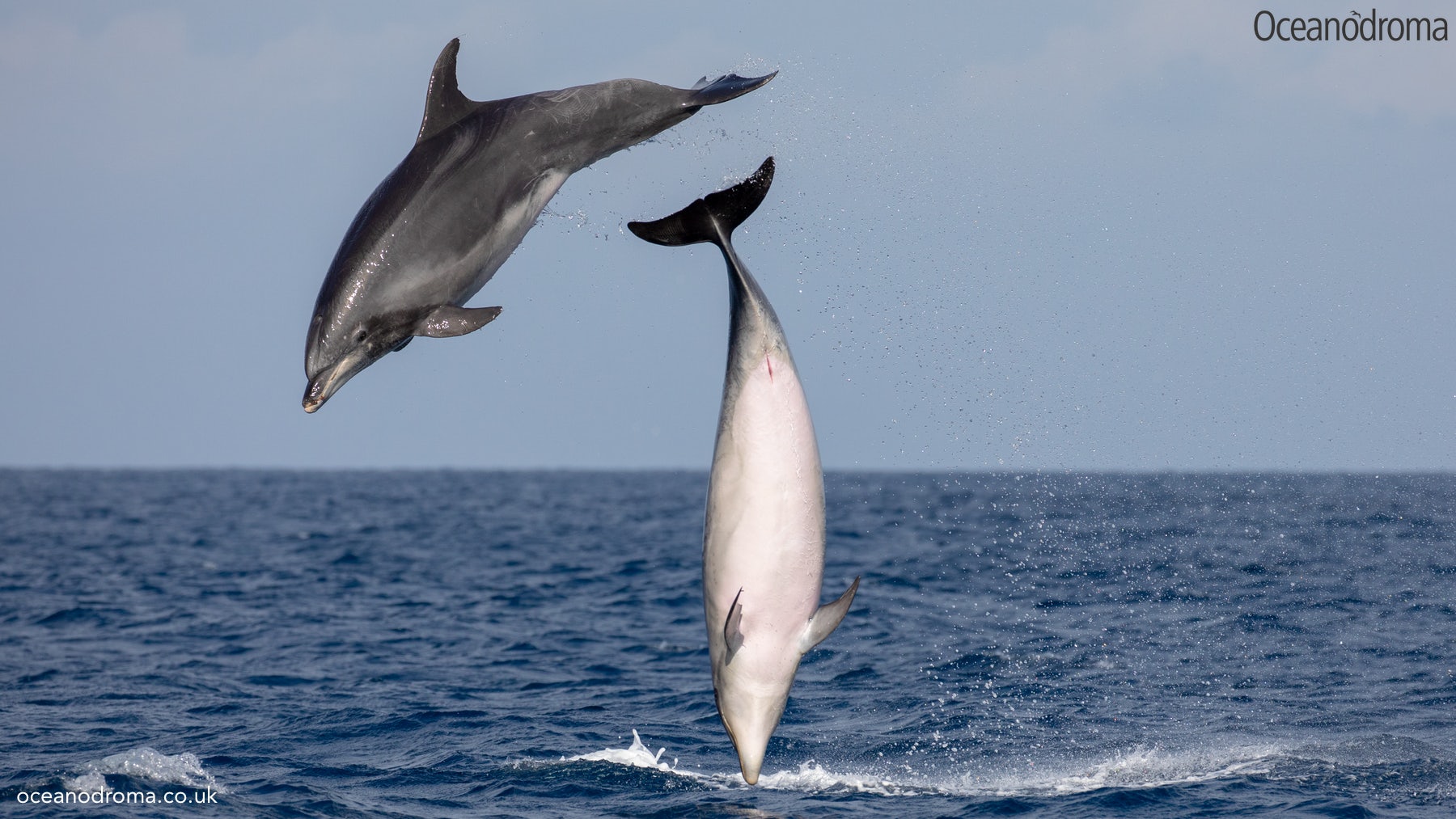 wbvoe8-common-bottlenose-dolphin-tursiops-truncatus