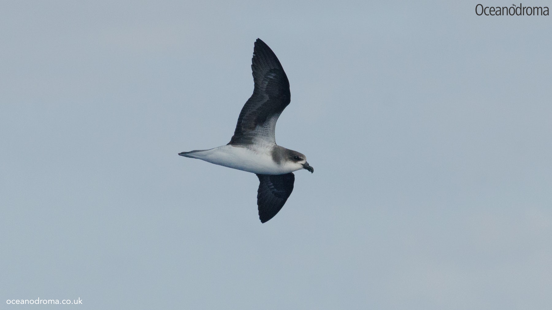 wbx704-fea-petrel-pterodroma-feae-deserta