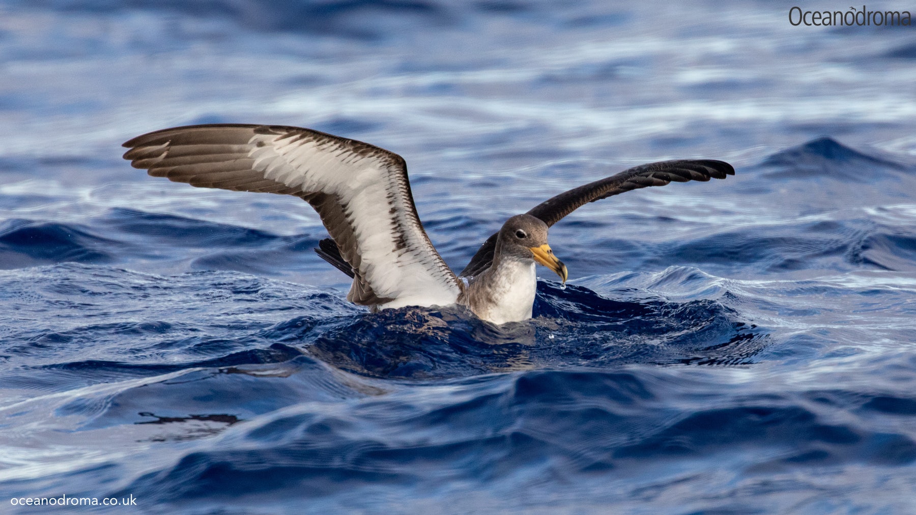 wbxeeg-cory-shearwater-calonectris-borealis