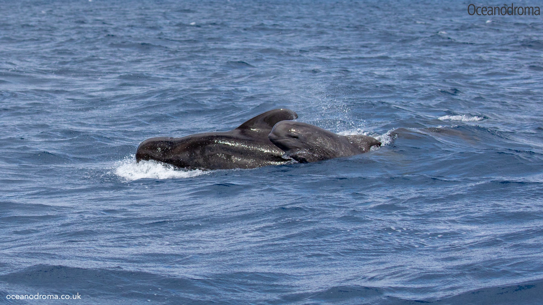 wbxno8-short-finned-pilot-whale-globicephala-macrorhynchus